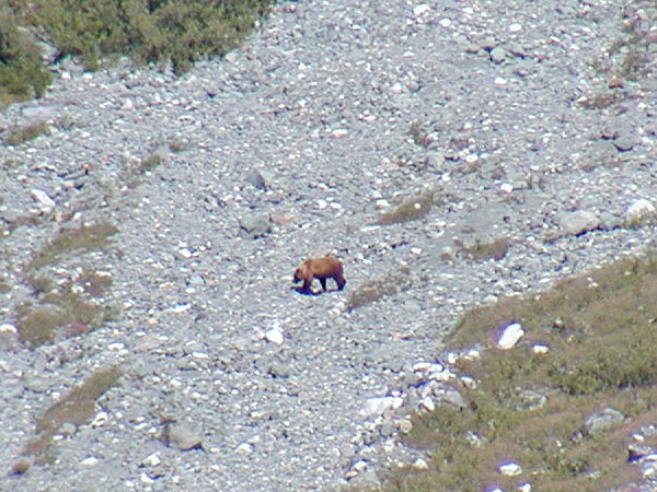 Brown bear near the glaciers