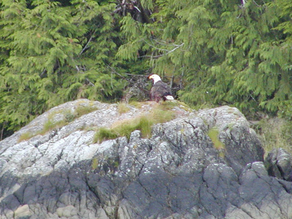 Bald Eagle
