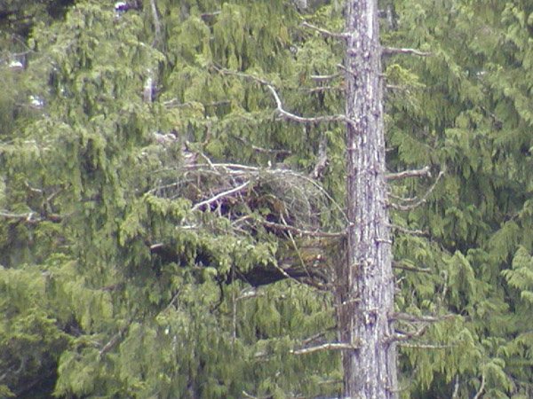 Eagle nest