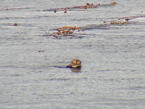 Sea Otter