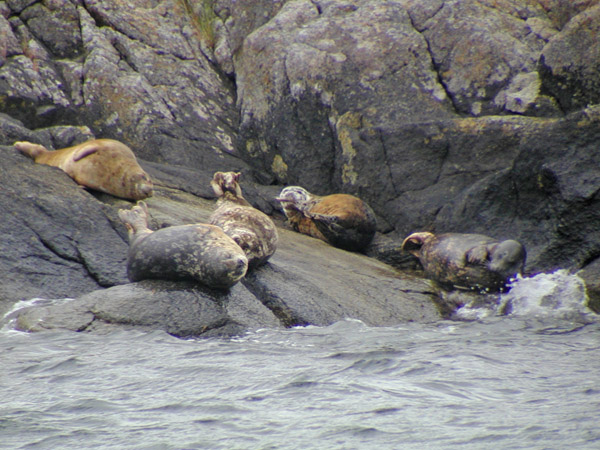Seals on rock island
