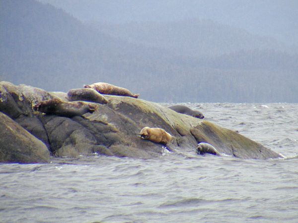 Seals on rock island