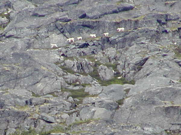 Mountain sheep on cliff