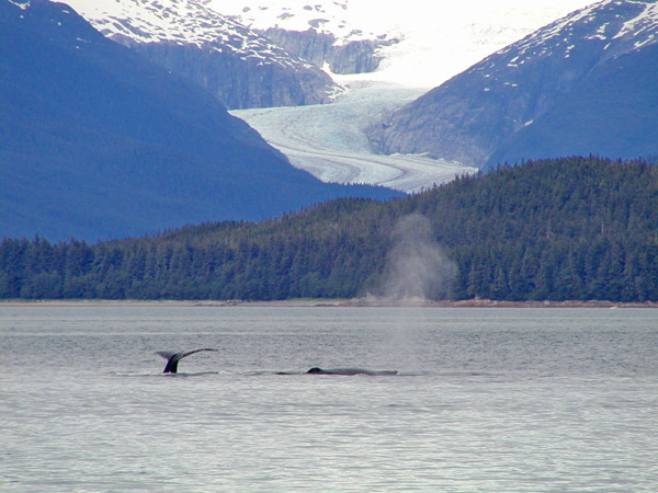 Several whales with mountains in background