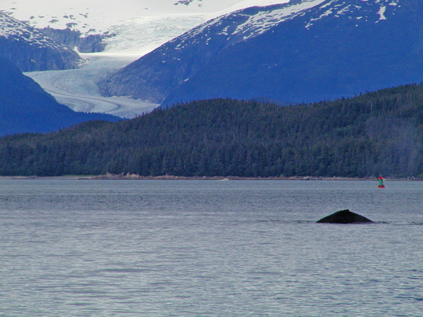 Dorsal fin of humpback whale
