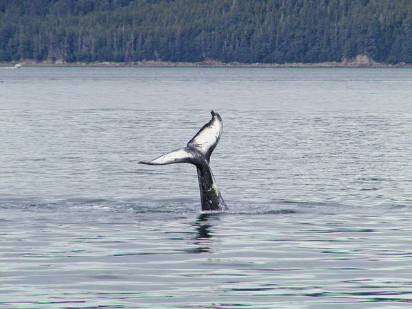 Baby whale tail