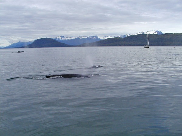 Whales swimming with mountains and sailboat in background