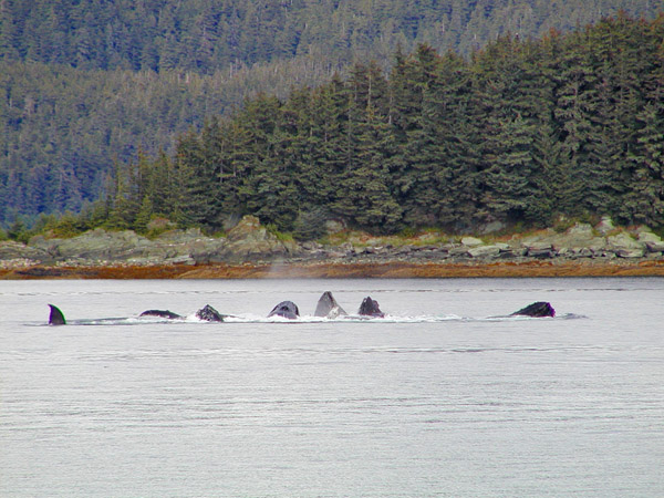 Whales bubble-net feeding