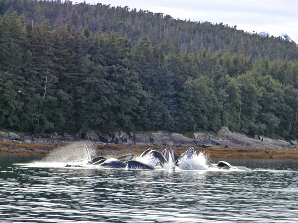 Whales feeding