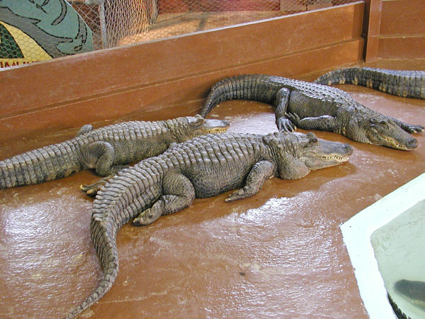 Alligators at petting farm