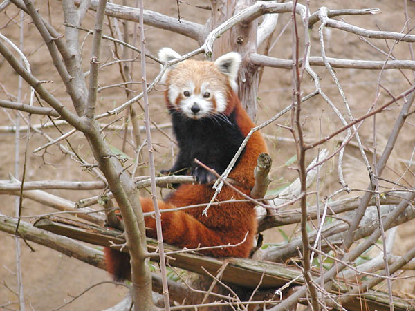 Red Panda