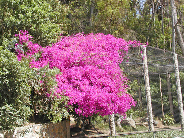 Bougainvillae tree