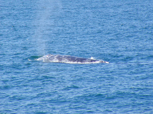 California Grey Whale