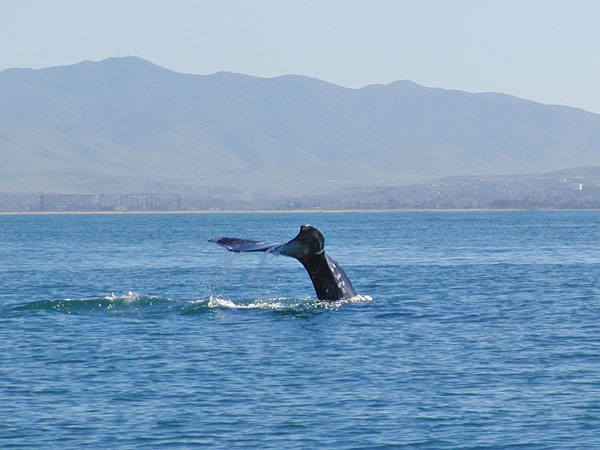 California Grey Whale