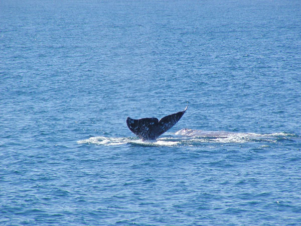 California Grey Whale