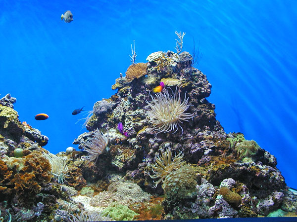 Coral in Scripps Institute Aquarium