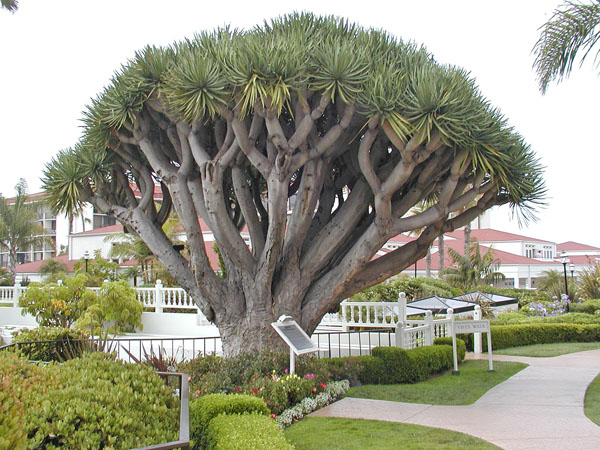 Dragon tree at Hotel Del