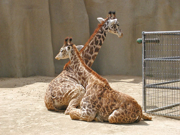 Giraffes