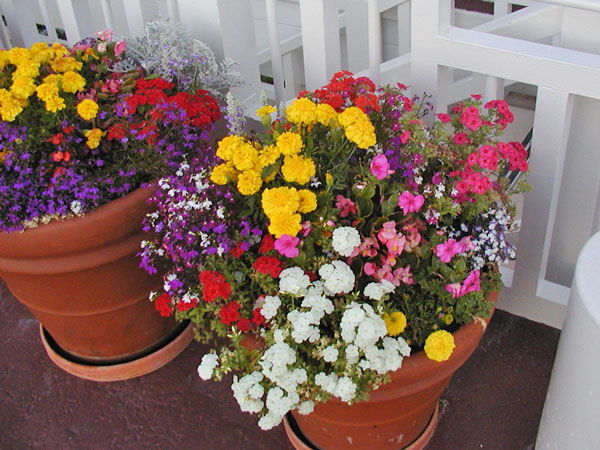 Flowers at the Hotel Del