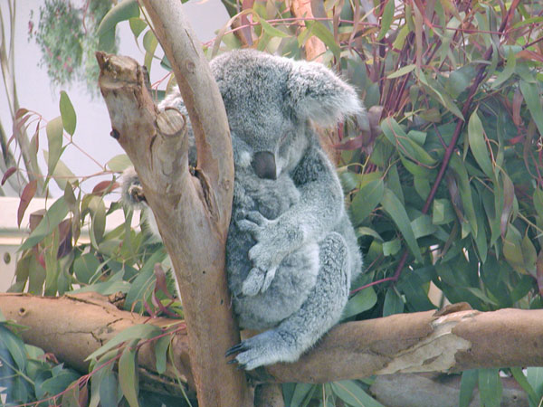 Koala Bears