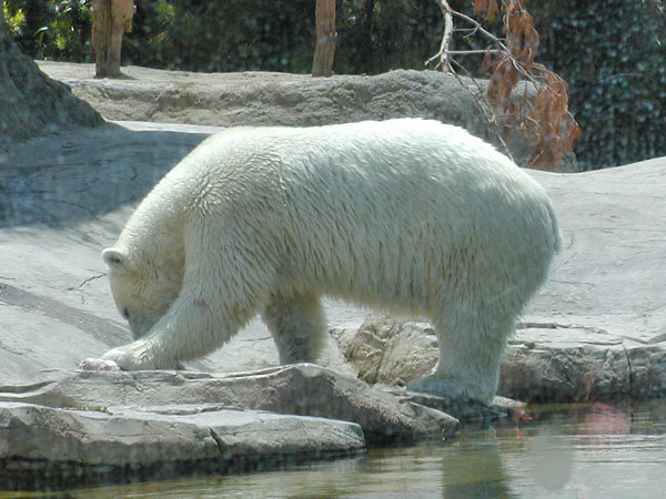 Polar bear