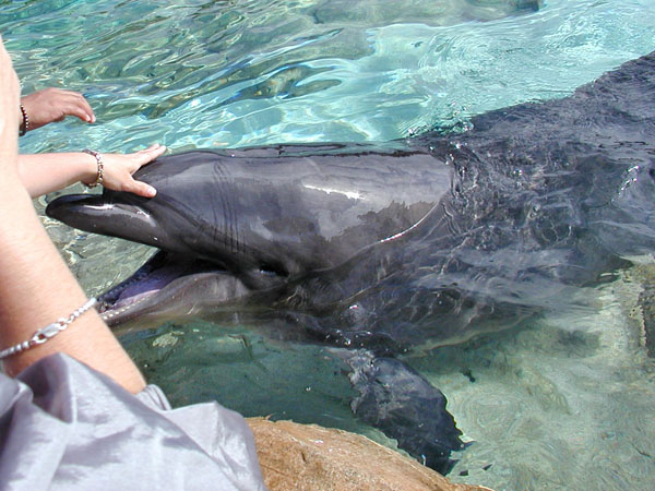 Dolphin feeding