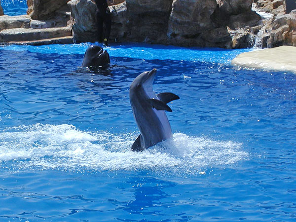 Dolphin show with Pilot Whale