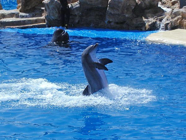 Dolphin show with Pilot Whale