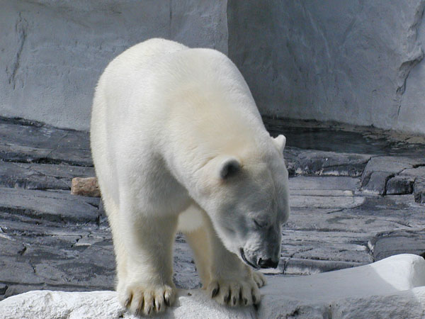 Polar Bear