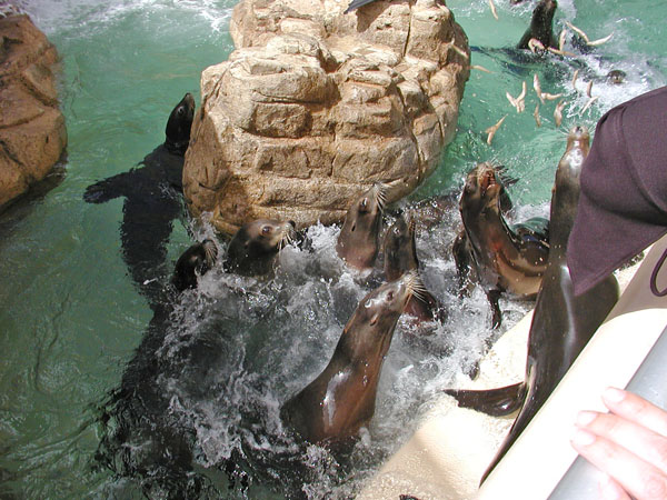 Sea Lion feeding