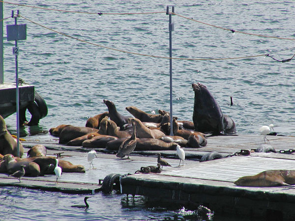 Seals in San Diego harbor