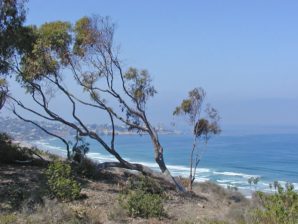 Tree on La Jolla coast
