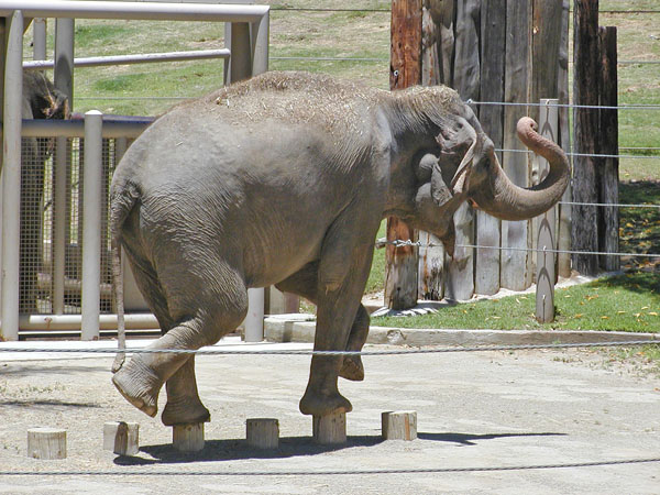 Cha Cha the Elephant