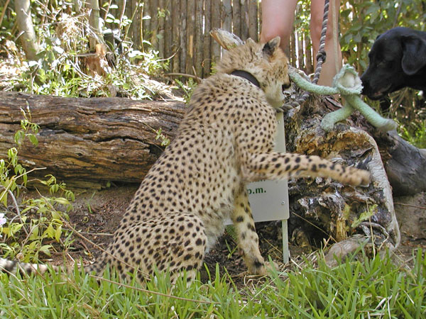 Cheetah and friend