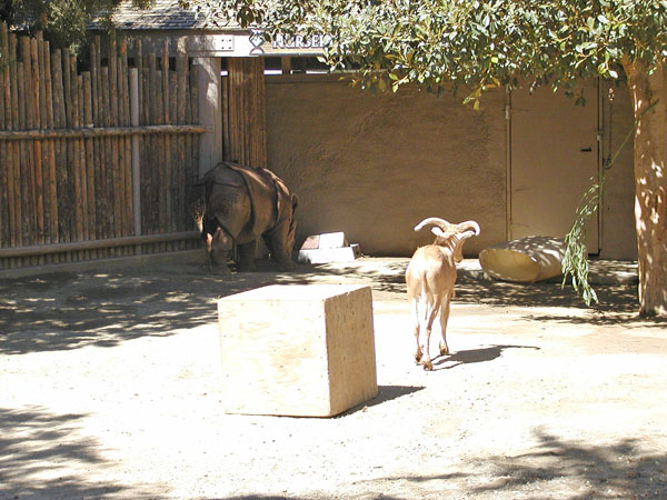 Baby Rhino and friend