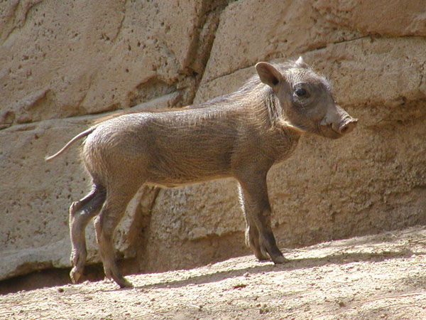 Baby Warthog