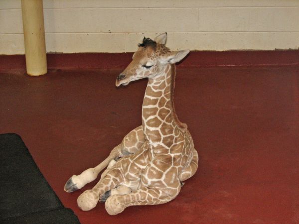 Baby Giraffe