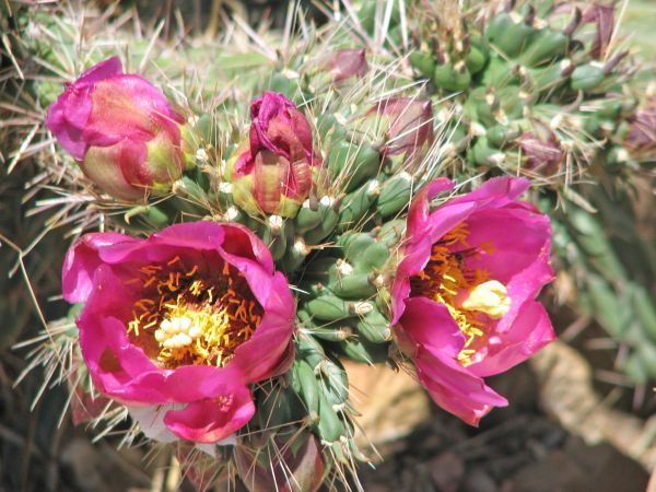 Cholla Cactus