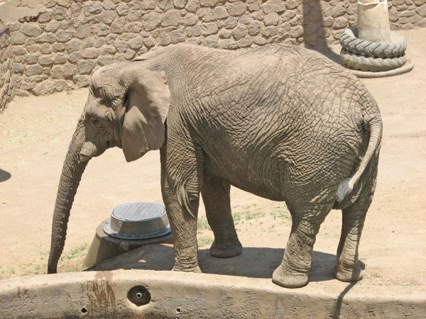 Elephant at Cheyenne Zoo