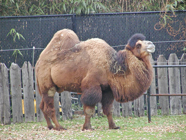 Camel