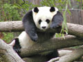 Giant Panda at National Zoo