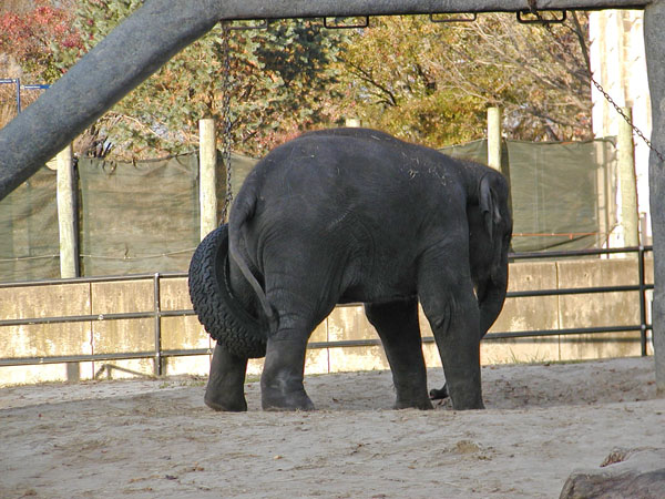 Elephant with leg stuck