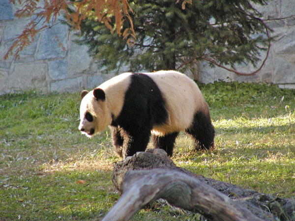 Giant Panda