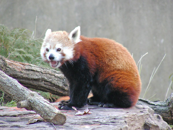 Red Panda