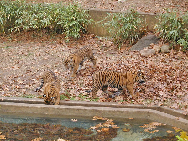 Tiger cubs