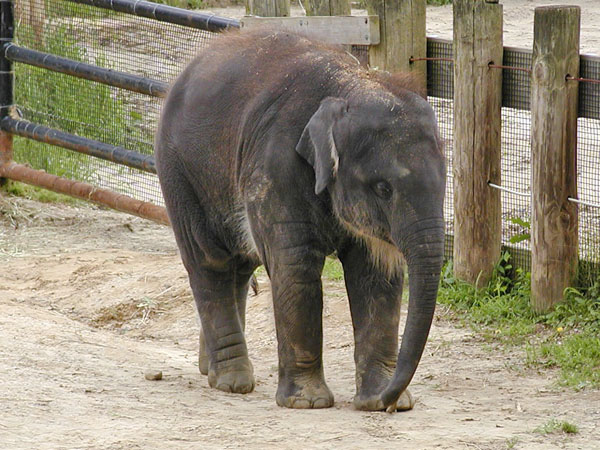 Elephant at National Zoo