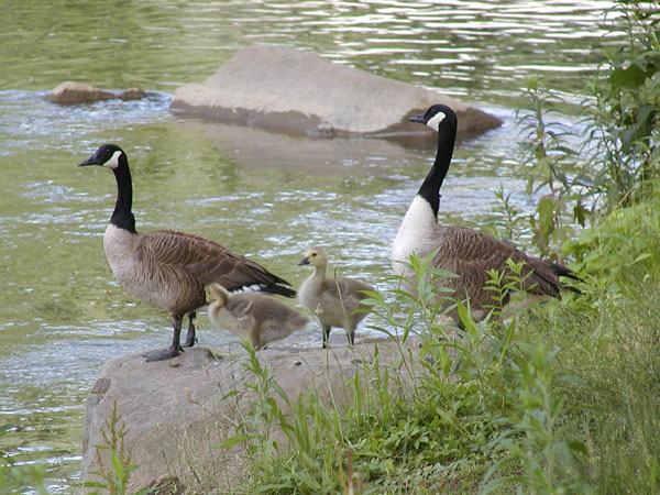 Geese