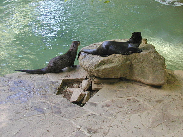 Otters