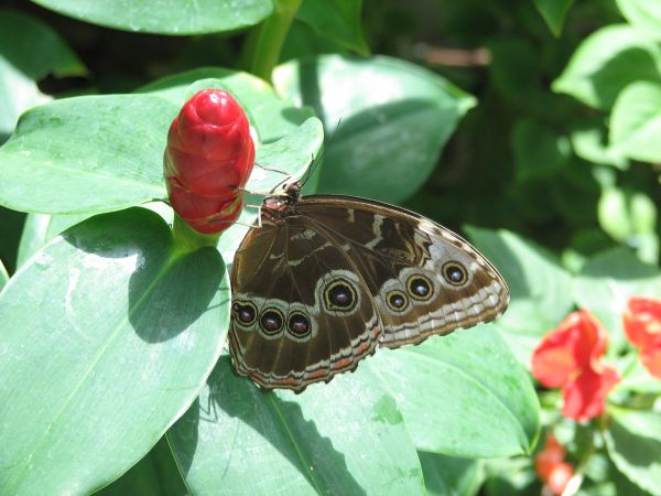 Butterfly at KW Butterfly Conservatory