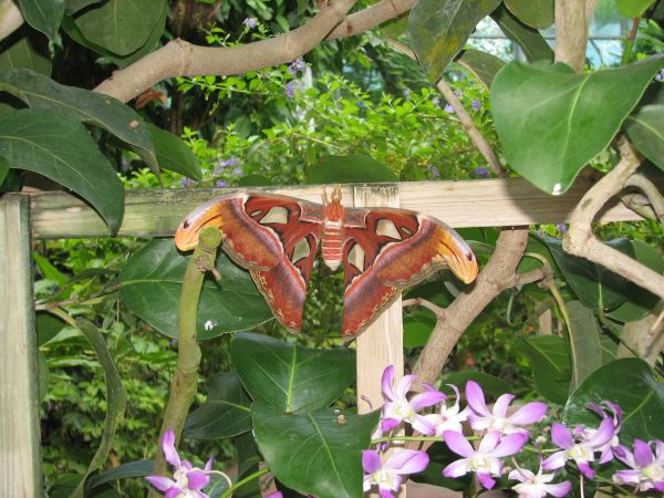 Butterfly at KW Butterfly Conservatory